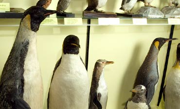 Penguins