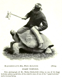 Rothschild riding tortoise