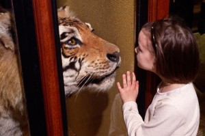 Tring Museum Tiger and Girl